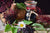 elderberry